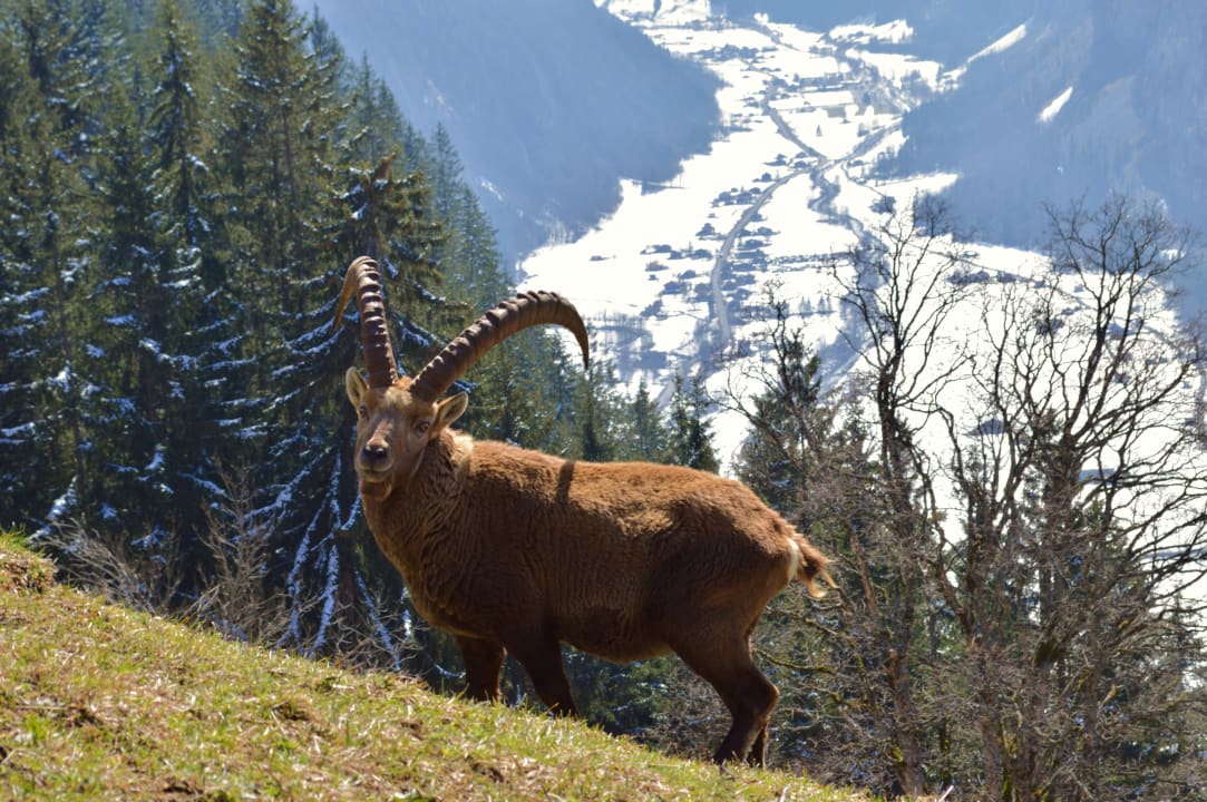 Sonstiges Hotel Edelweiss