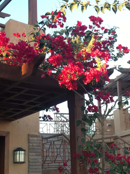 Gepflegt, wunderbar gärtnerisch angelegt.  Shams Prestige Abu Soma-Adults Only