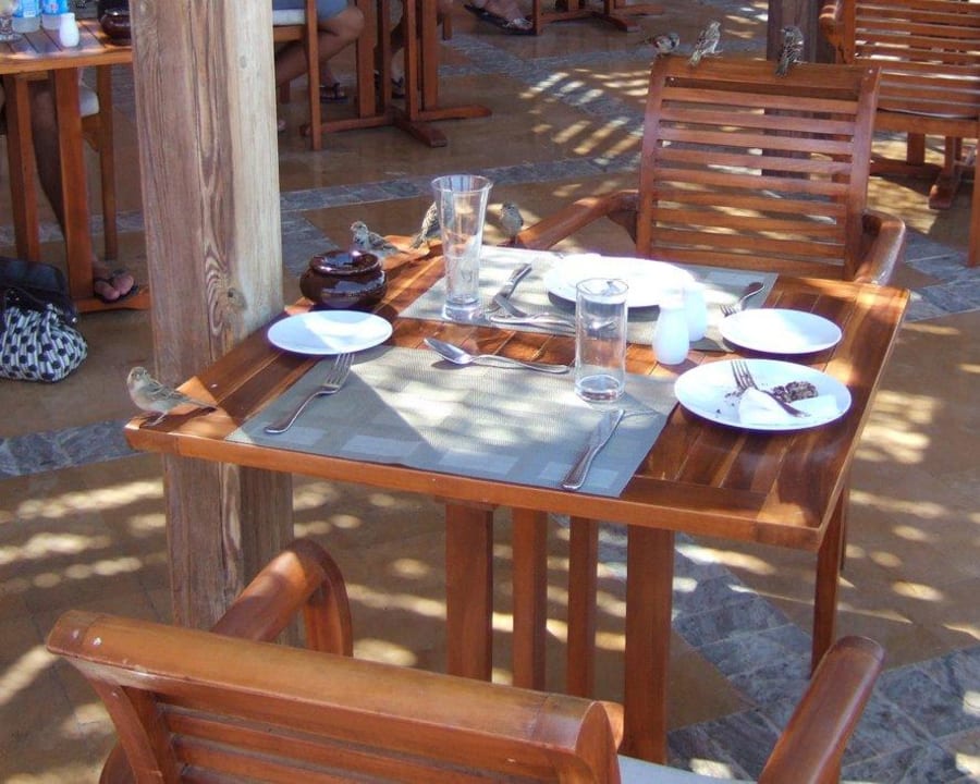 Die Vögel: Teilweise mehr als 1 Dutzend Radisson Blu Resort, El Quseir