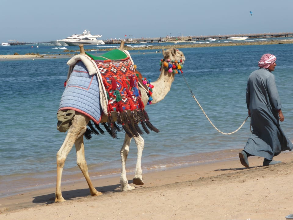 Strandkamel Jaz Makadi Blue - TUI BLUE Makadi - Adults Friendly 16 Years Plus