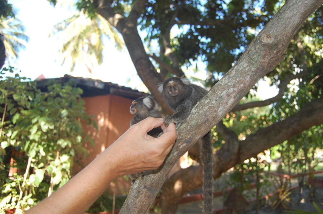 Pinselohräffchen Pousada Vilangelim