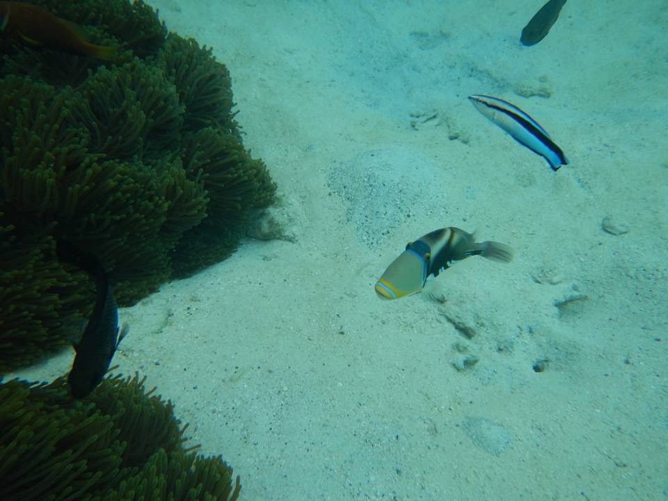 Sport & Freizeit Summer Island Maldives