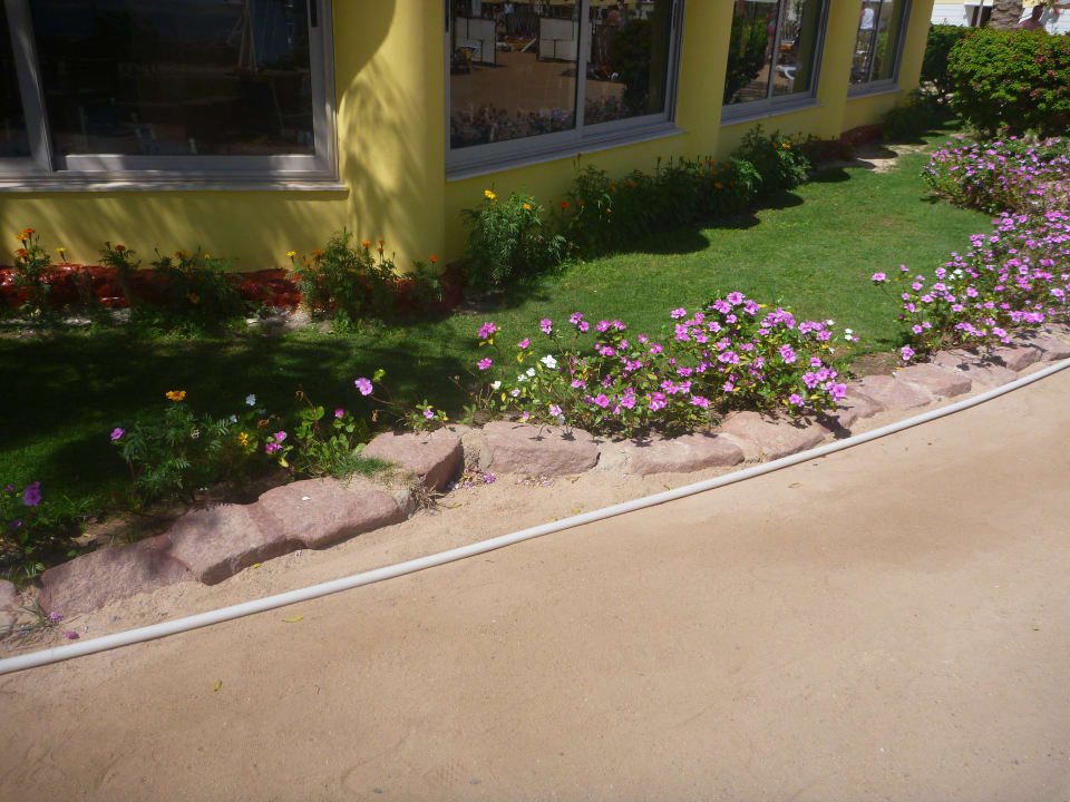 Alles blüht SUNRISE Holidays Resort (Adults Only)