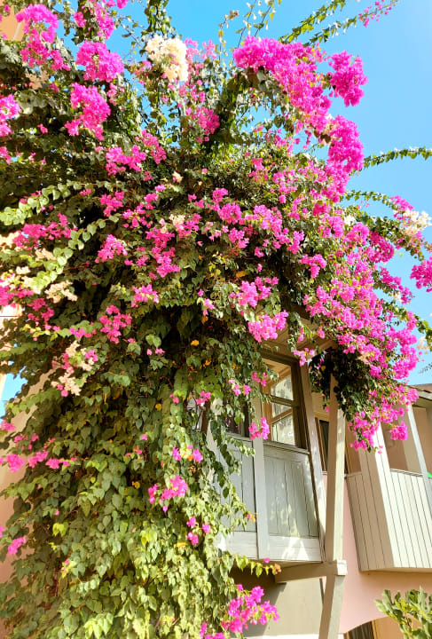 Gartenanlage Megasaray Club Belek