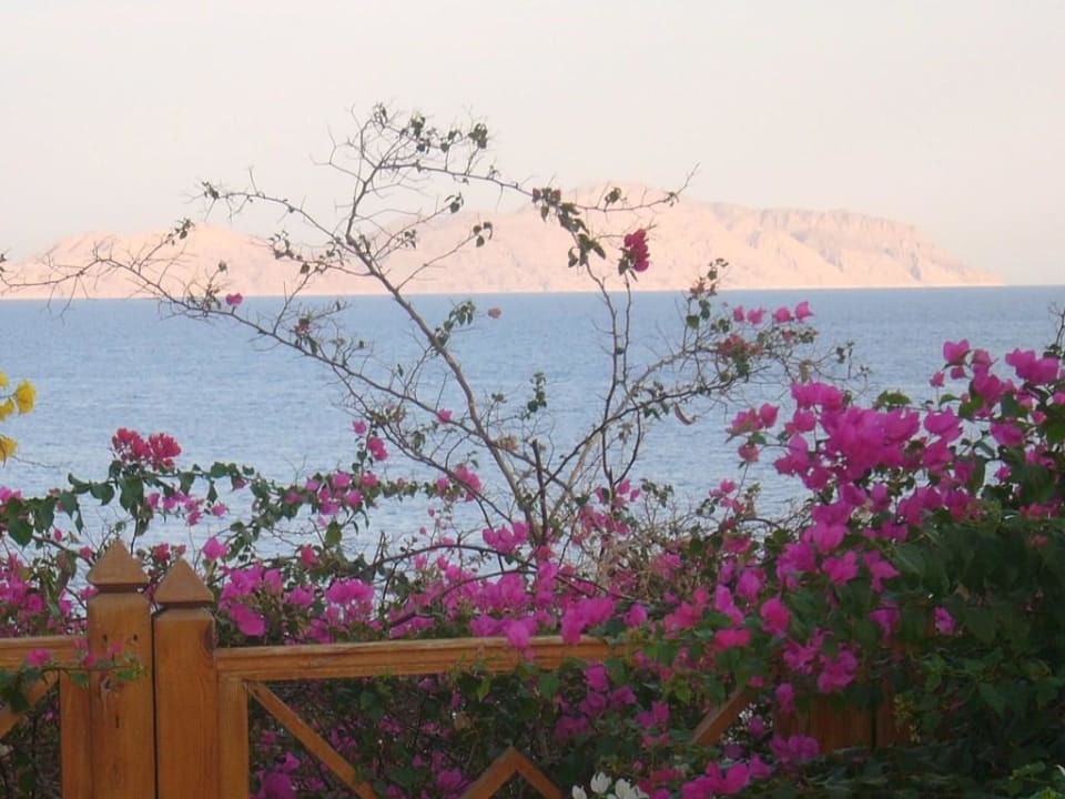 Blick auf die Insel Sarin Pickalbatros Golf Beach Resort