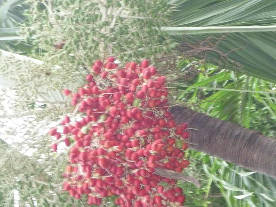 Dschungelgarten Hotel The Cottage