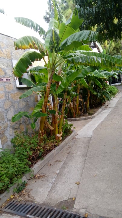 Gartenanlage Bodrum Park Resort