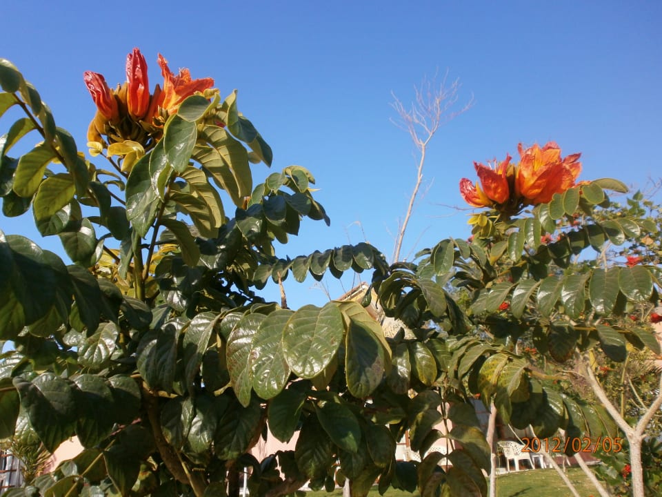 Blühende Bäume Pickalbatros Jungle Aqua Park Resort - Neverland Hurghada
