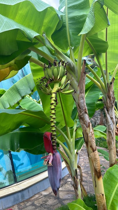 Gartenanlage Blue Waters Club