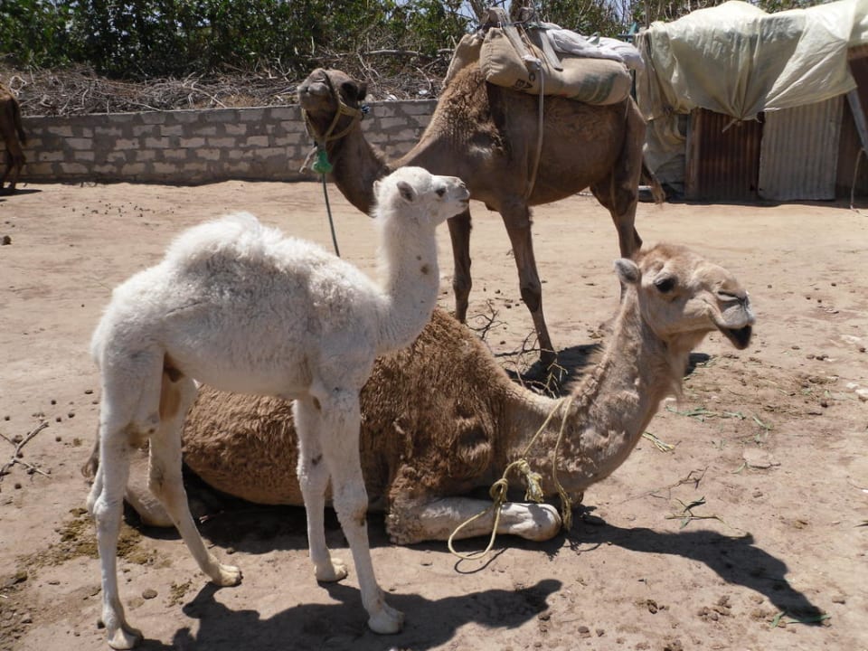 Kamlereiten im Hotel buchbar  Nour Palace Resort & Thalasso