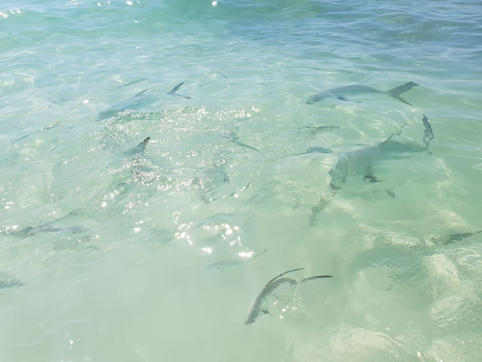 Sonstiges Grand Palladium Kantenah Resort & Spa