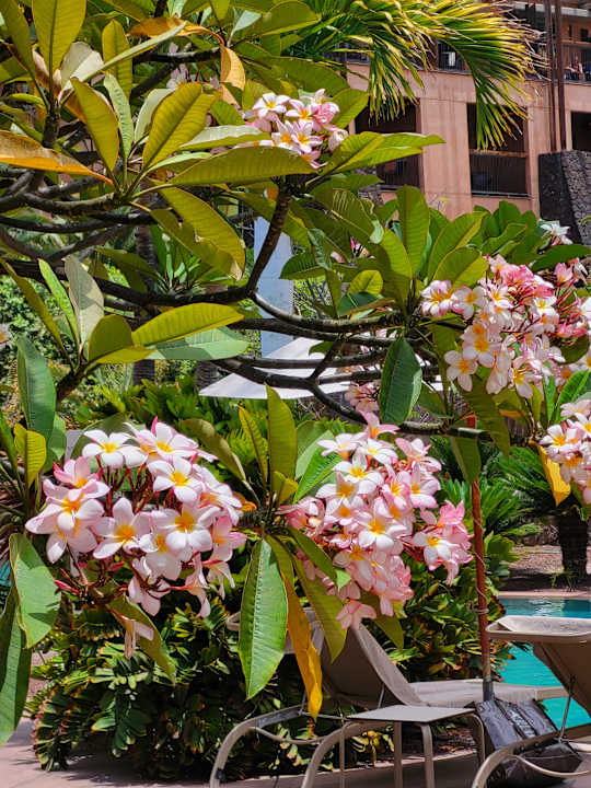 Gartenanlage Lopesan Baobab Resort