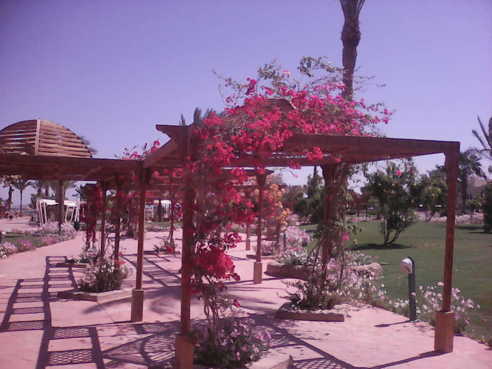 Gartenanlage Desert Rose