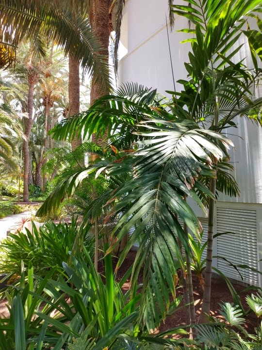 Außenansicht Eden Meloneras by TAM Resorts