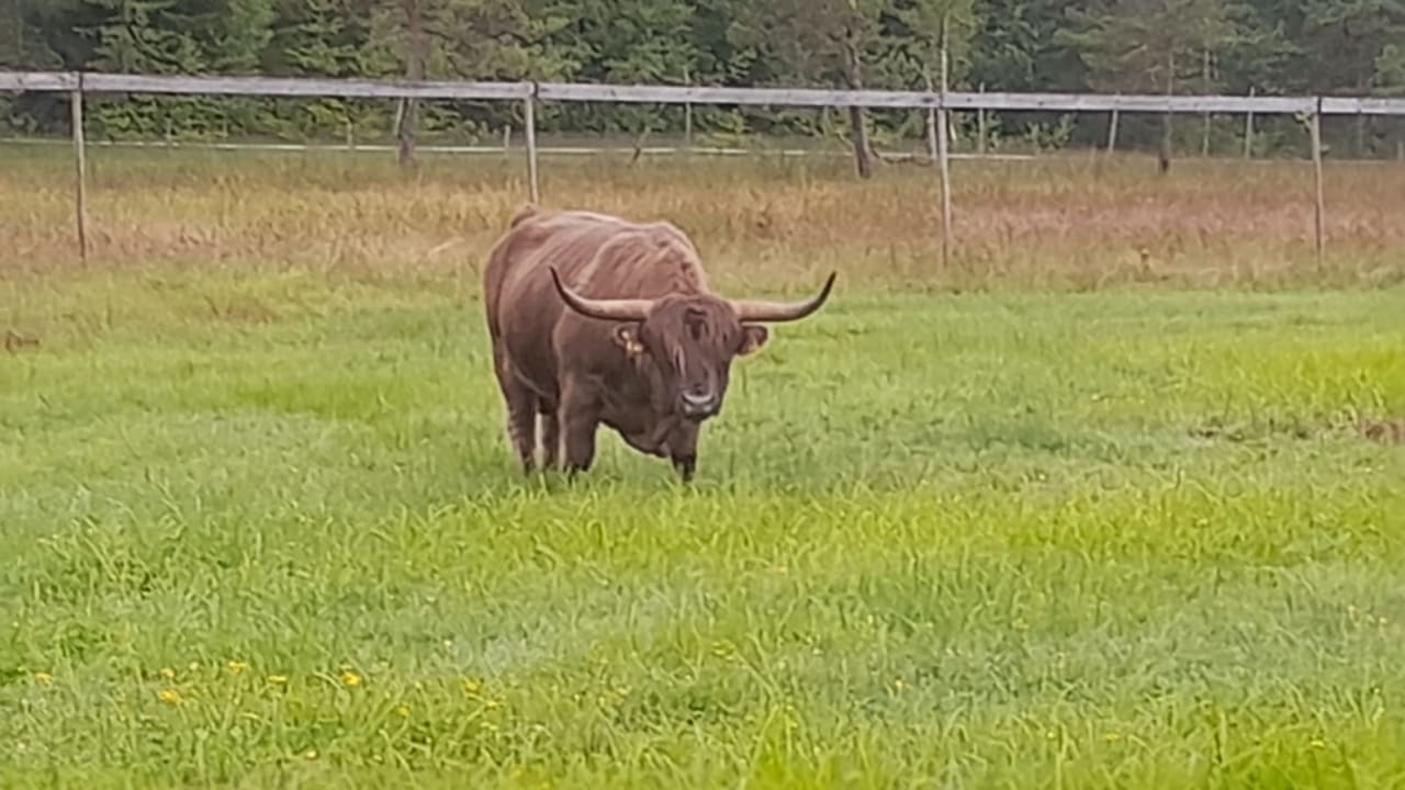 Gartenanlage Hotel Chalets Grosslehen