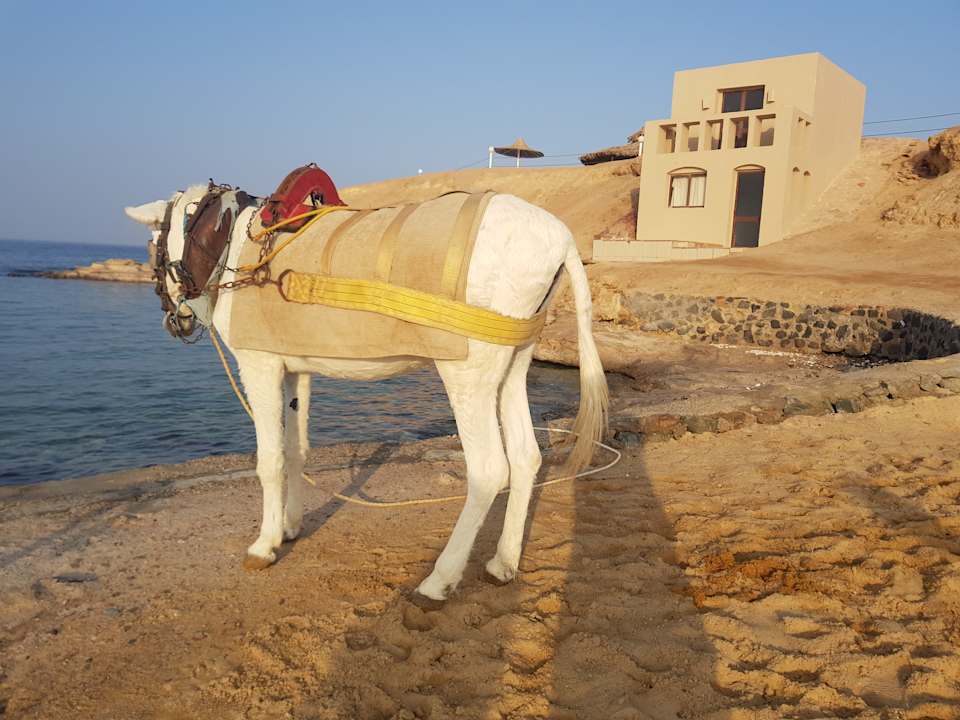 Strand Jaz Dar EL Madina