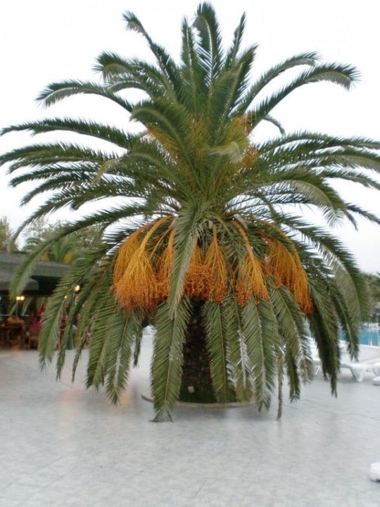 Palme VONRESORT Golden Beach