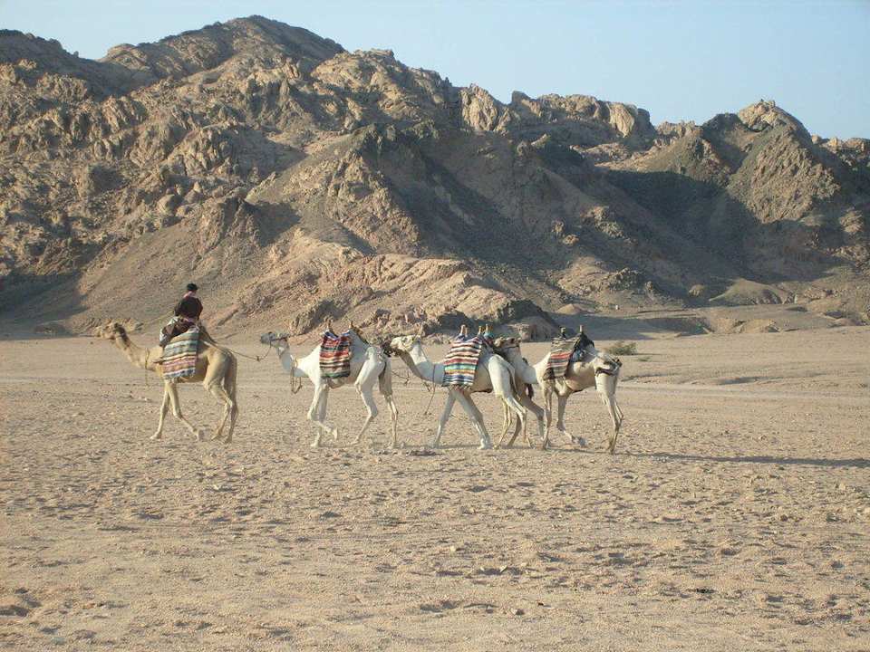 Kamelritt JAZ Dahabeya
