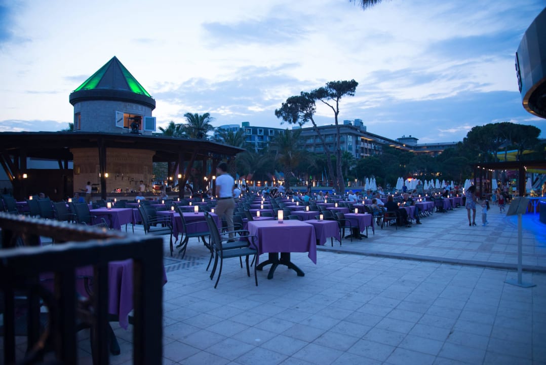 Papillon Ayscha Juni 2015 Papillon Ayscha