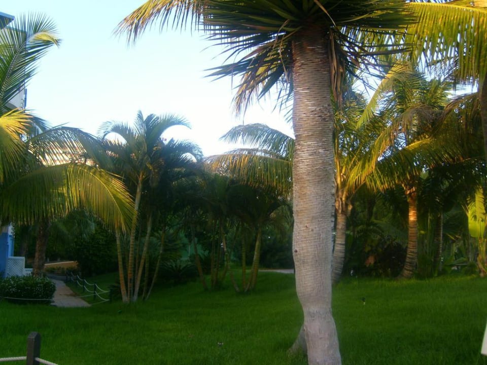 Gartenanlage des Pools IFA Altamarena by Lopesan Hotels