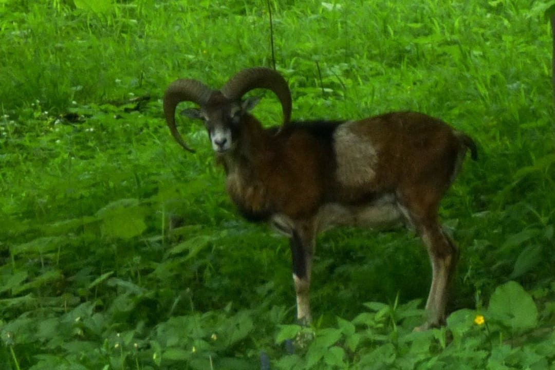 Wildbeobachtungen vom Zimmer Fatrapark 2 Apartment House