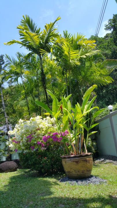 Gartenanlage Phuket Lotus Lodge