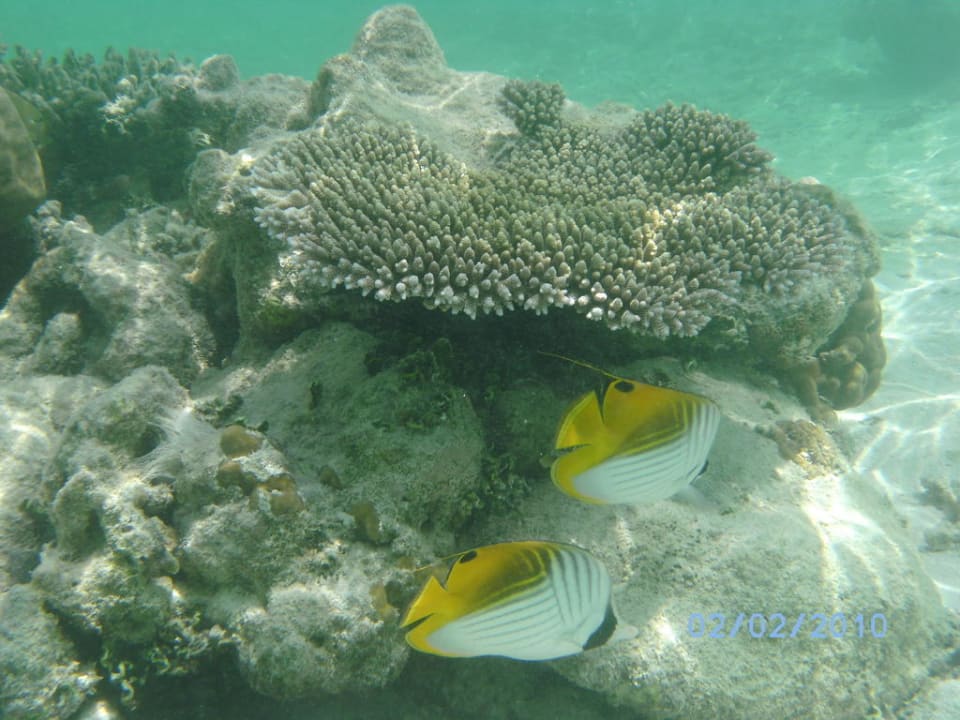 Schnorcheln Kuramathi Maldives