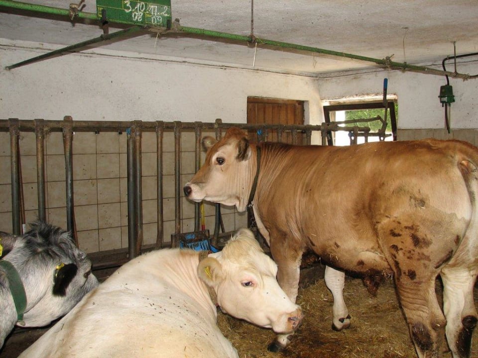 Stall Pension Burschlhof