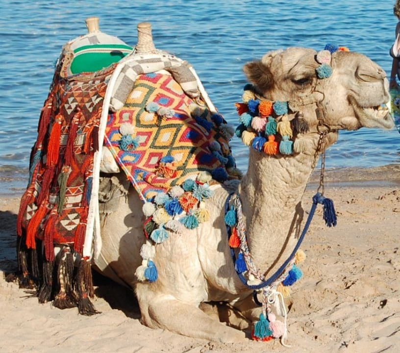 Strandkamel Jaz Makadi Oasis Resort