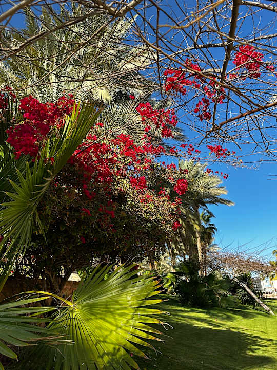 Gartenanlage Steigenberger Coraya Beach - Adults only