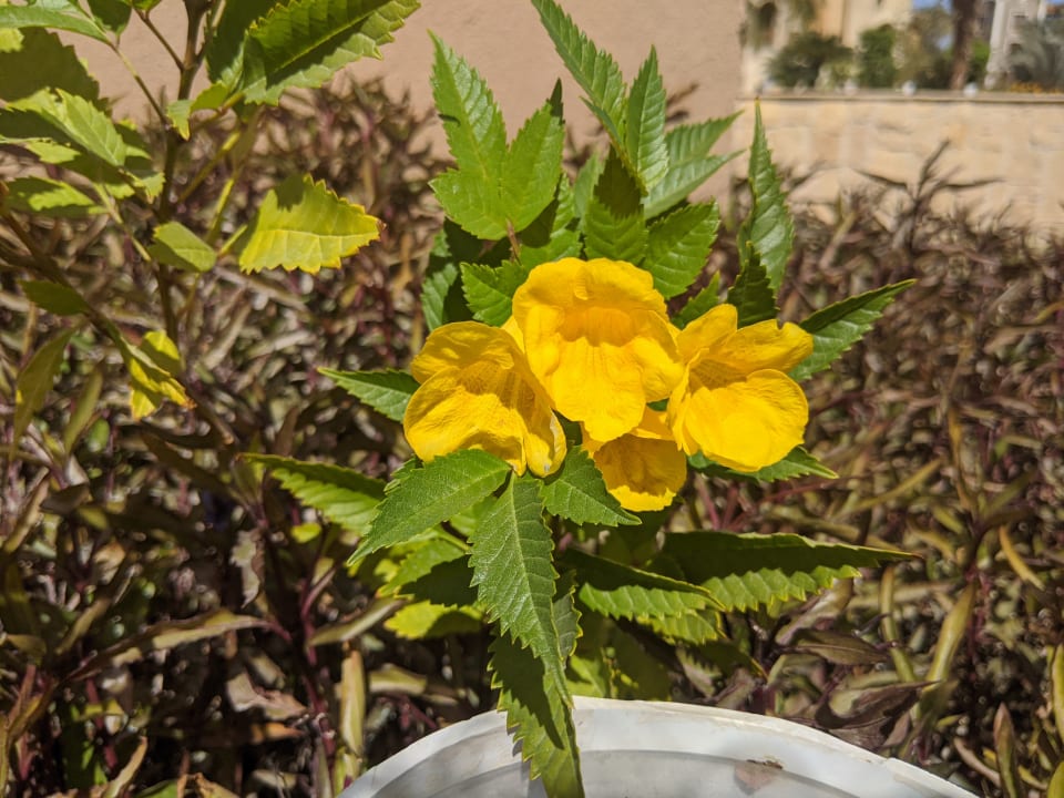 Gartenanlage Grand Waterworld Makadi & Family Star Makadi