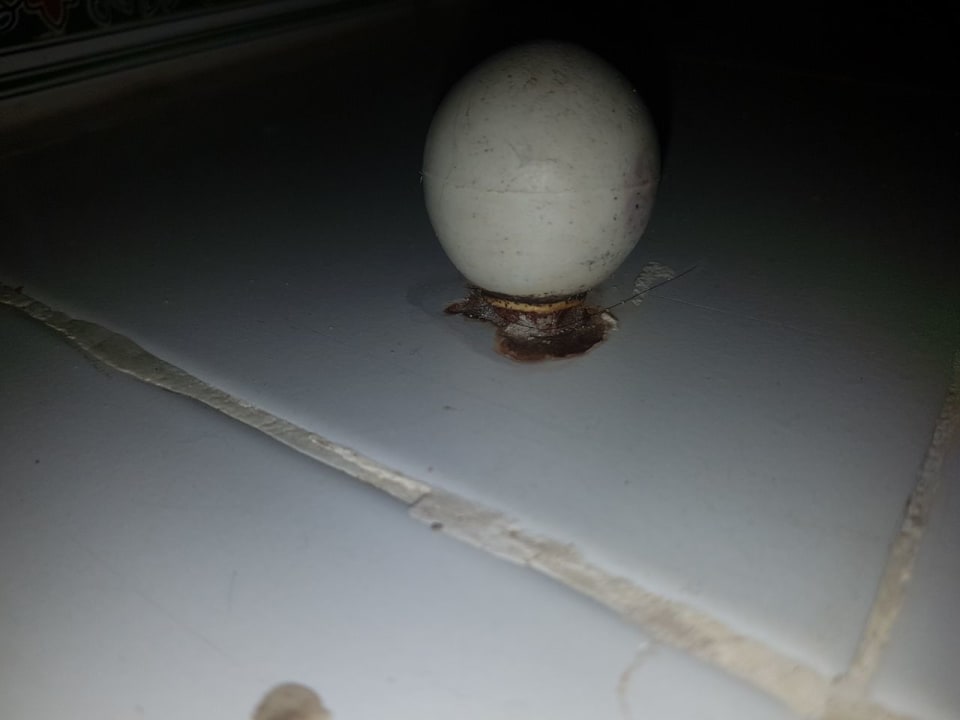 Zimmer Sunny Days Palma De Mirette Resort & Spa