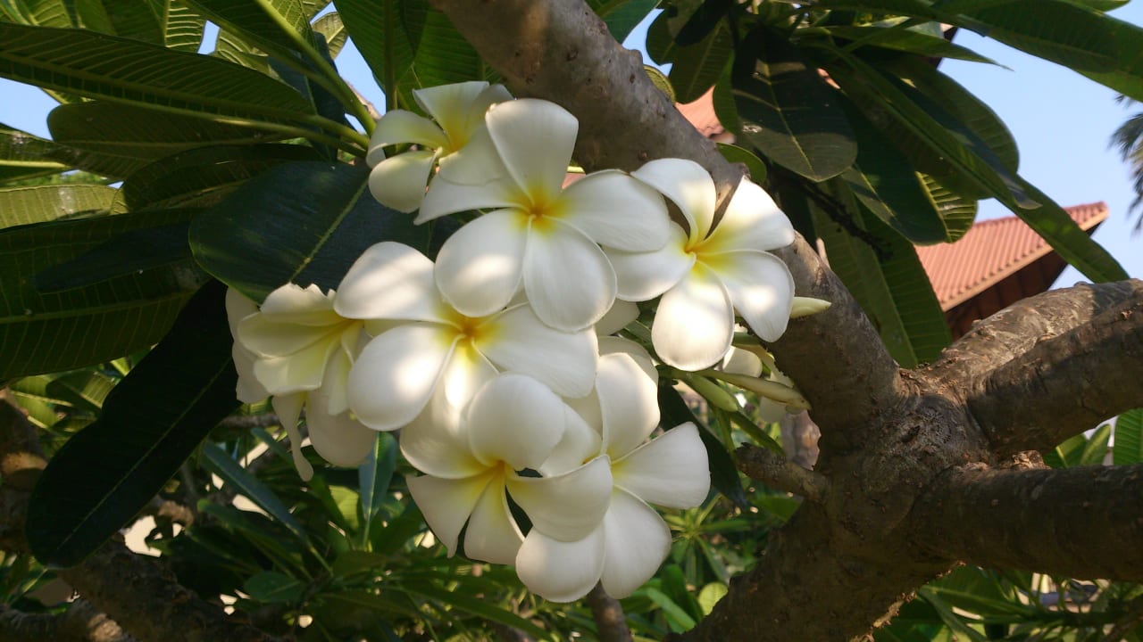 Gartenanlage Turyaa Kalutara