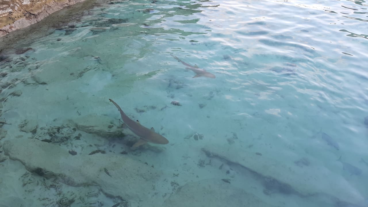Sonstiges Ellaidhoo Maldives by Cinnamon