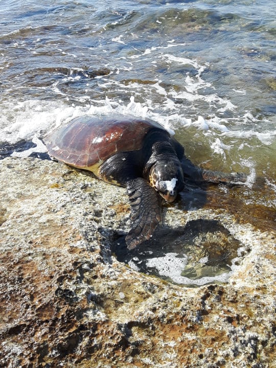 Strand allsun Hotel Carolina Mare