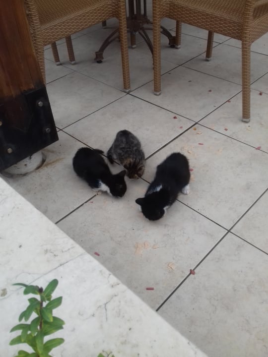 Sonstiges Akka Alinda Hotel