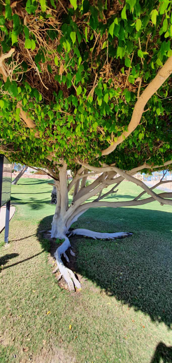 Gartenanlage Steigenberger Coraya Beach - Adults only