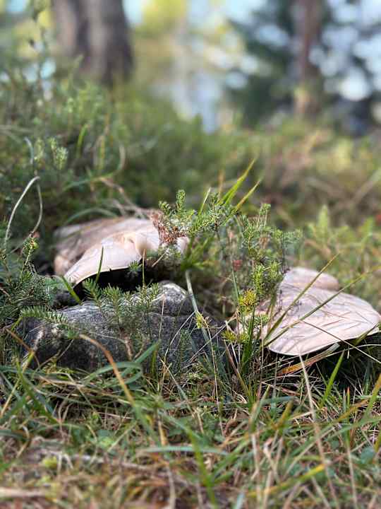 Sonstiges Panoramahotel Penegal