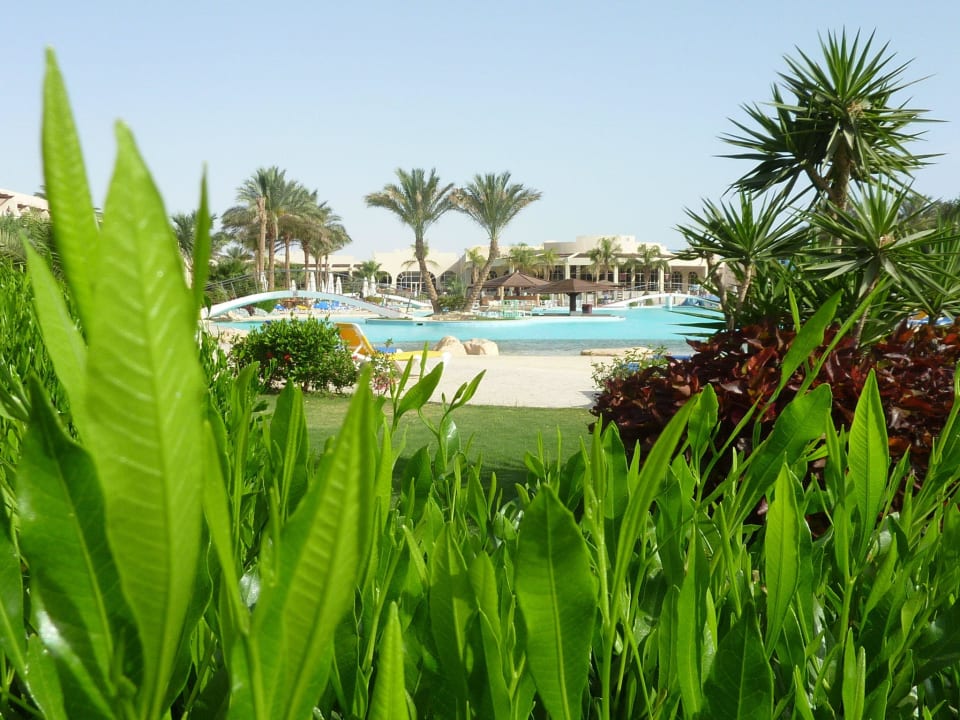 Hotel garden with the pool Prima Life Makadi Resort