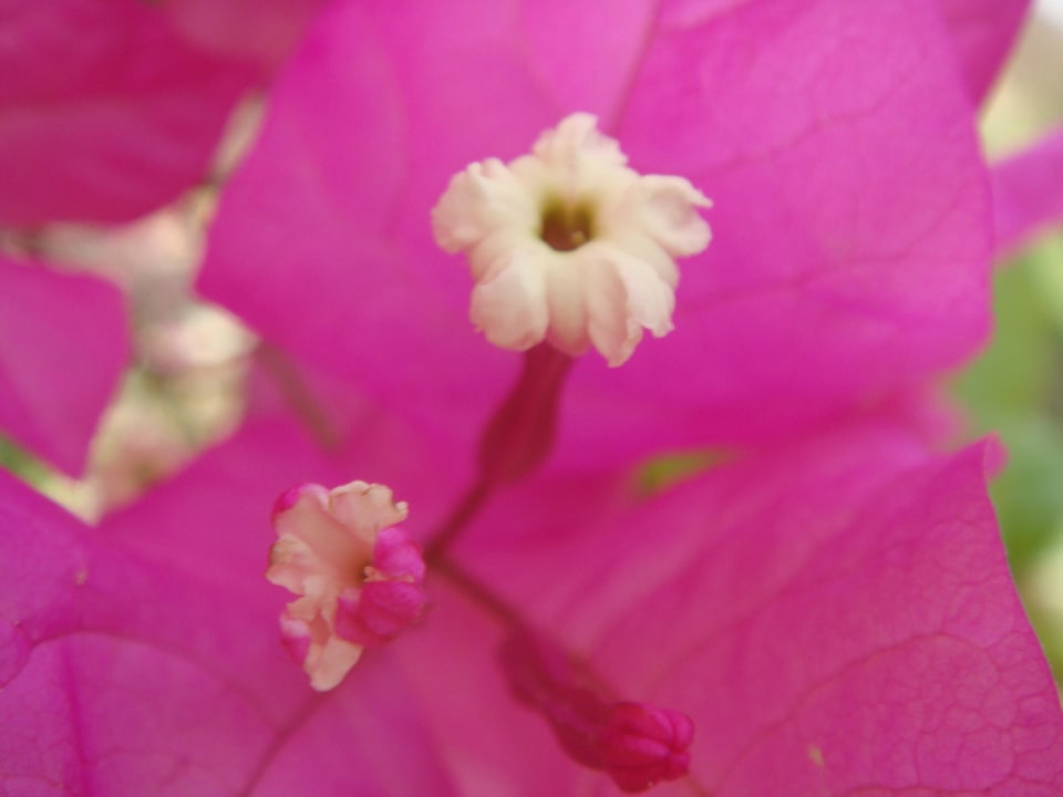 Территоря Regina Resort and Aqua Park Hurghada