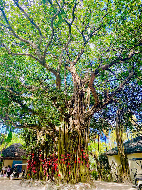 Gartenanlage Adaaran Select Hudhuran Fushi - Premium All Inclusive