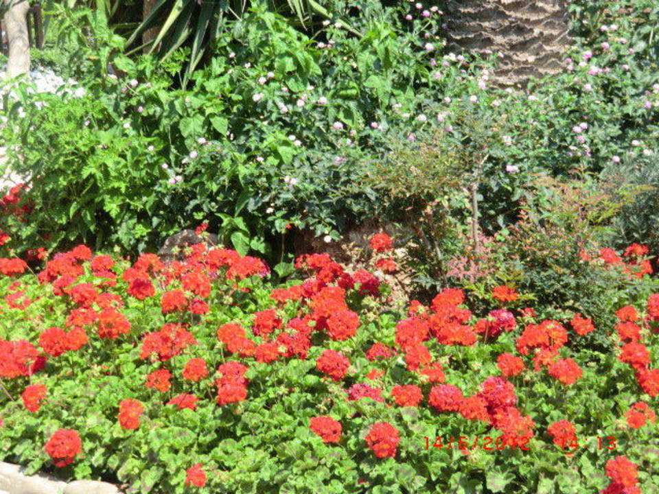 Blumenmeer Alba Resort Hotel