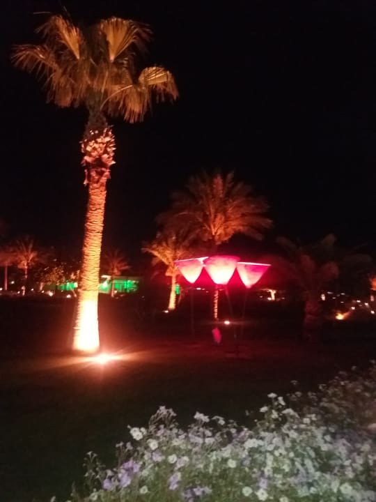 Gartenanlage Desert Rose