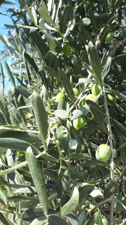 Gartenanlage Paloma Pasha