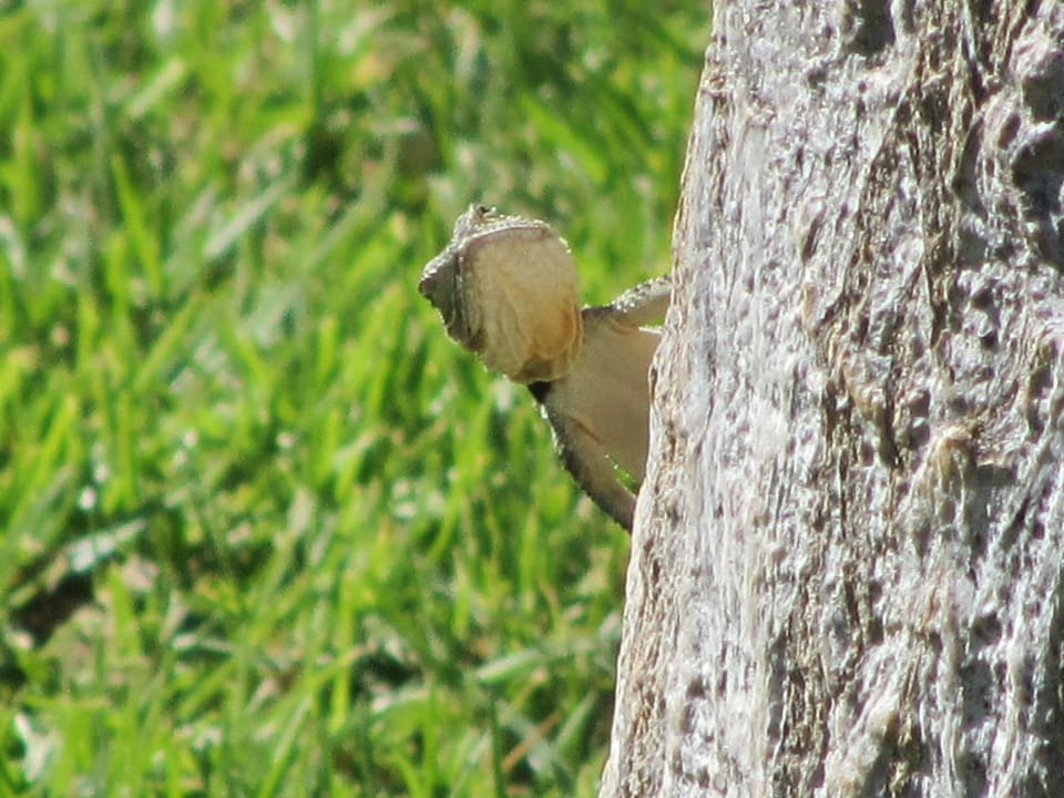 Geckos beim Sonnenbad Lindos Princess Beach Resort & Spa