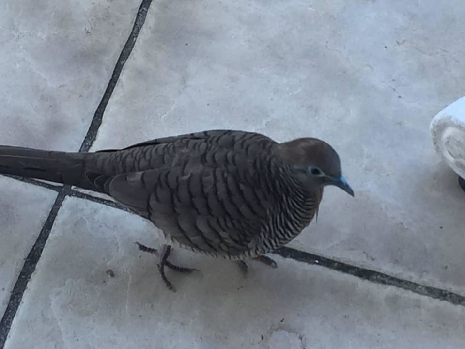 Vogeldreck Le Meridien Ile Maurice