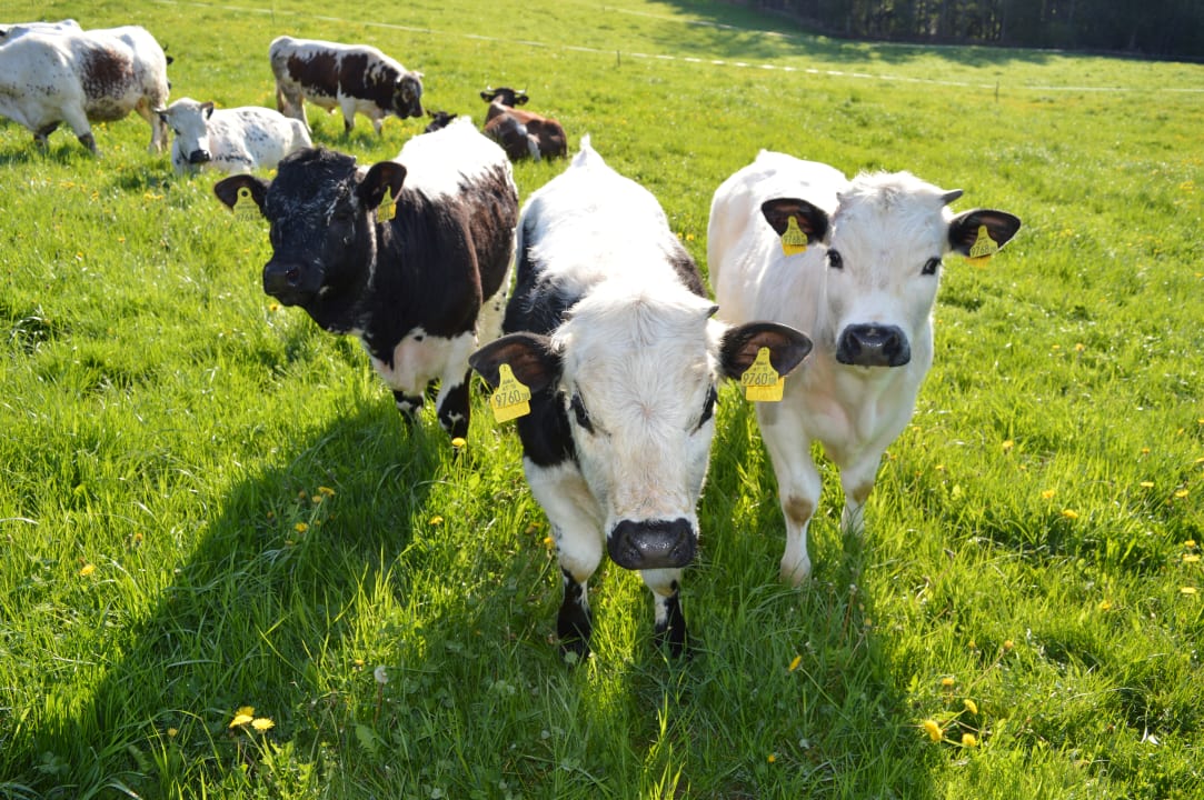 Sonstiges Pircherhof - Adults Only am Biobauernhof