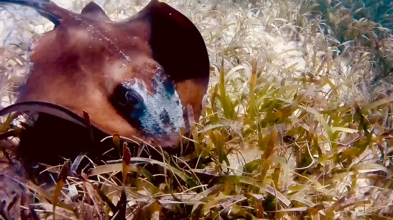 Sport & Freizeit Akumal Bay Beach & Wellness Resort