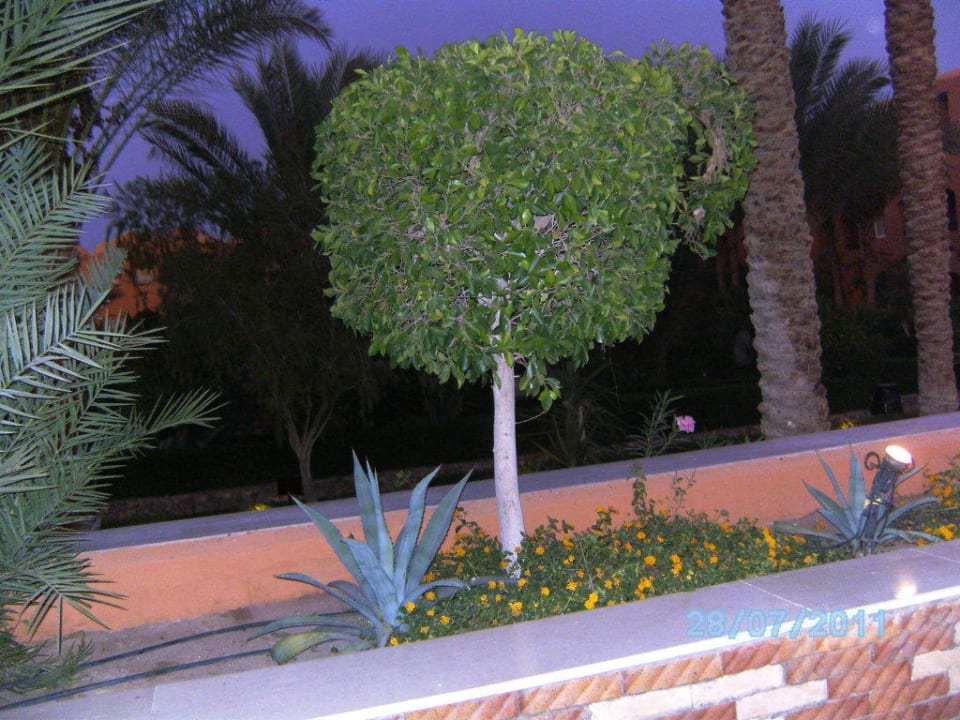 Bepflanzung der Aussenterrasse Jaz Makadi Oasis Resort