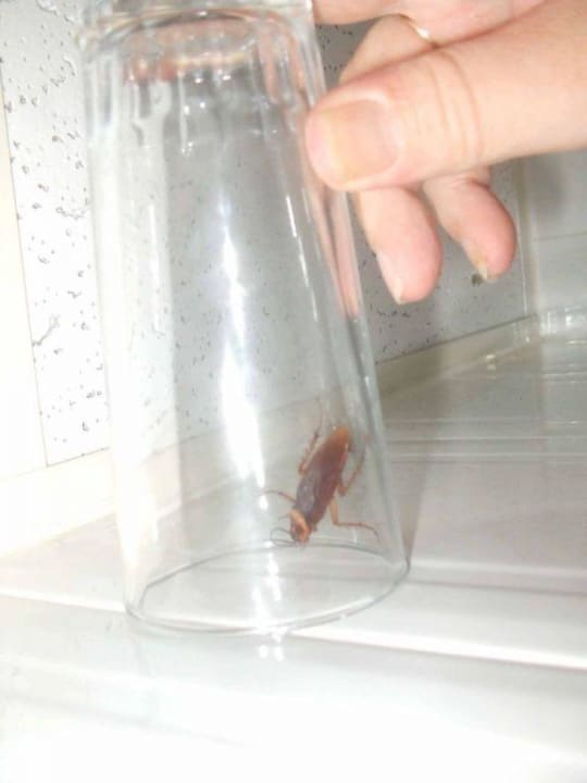 Besuch im Bad Ereza Apartamentos Los Hibiscos- Adults Only